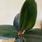 Ficus Elastica Abidjan 'Rubber Plant' in 12cm Pot Cassandra's Plant