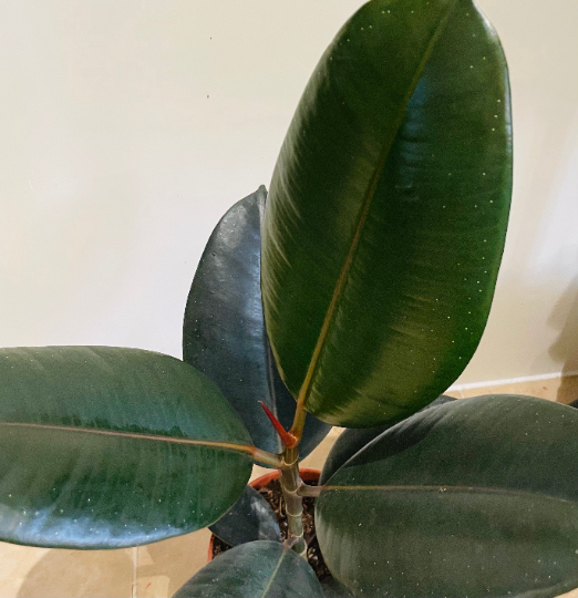 Ficus Elastica Abidjan 'Rubber Plant' in 12cm Pot Cassandra's Plant