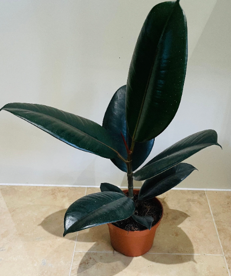 Ficus Elastica Abidjan 'Rubber Plant' in 12cm Pot Cassandra's Plant