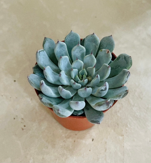 Echeveria Texensis Succulent in 5.5cm Pot Cassandra's Plants