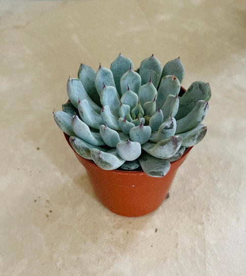 Echeveria Texensis Succulent in 5.5cm Pot Cassandra's Plants