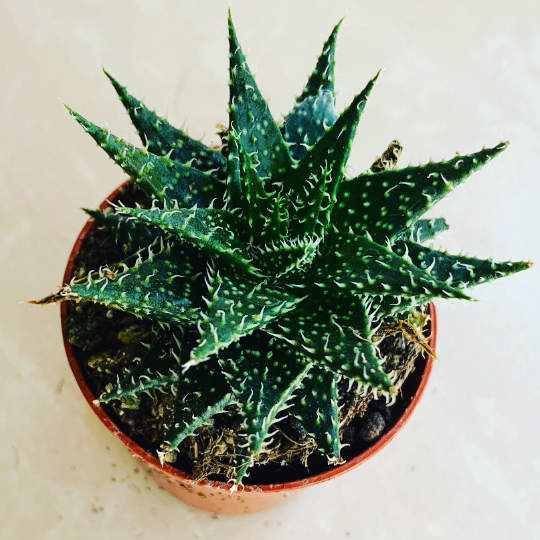 Aloe Pepe 5.5cm Pot Cassandra's Plants