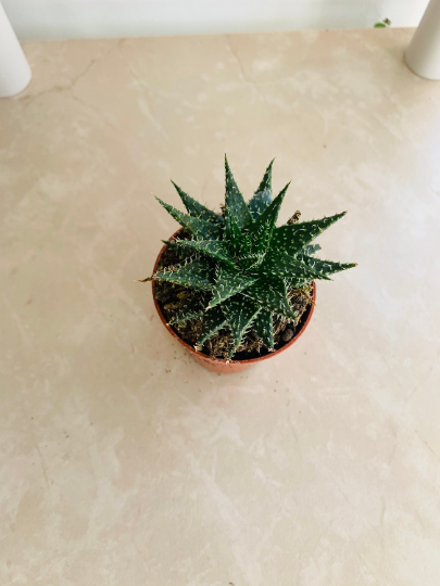 Aloe Pepe 5.5cm Pot Cassandra's Plants