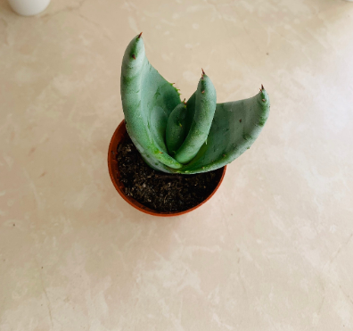 Aloe Ferox 5.5cm Pot Cassandra's Plants