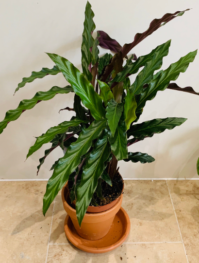 Calathea Rufibarba 14cm Pot  Cassandra's Plants