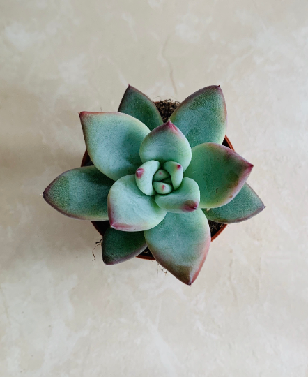 Echeveria Colorata Succulent in 5.5cm Pot Cassandra's Plants