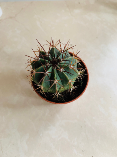 Melocactus Conoideus in 5.5cm Pot Cassandra's Plants