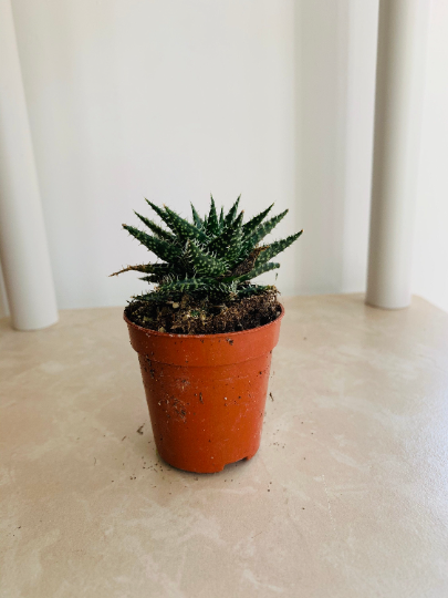 Aloe Pepe  5.5cm Pot Cassandra's Plants