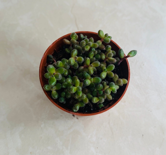 Sedum Stahlii Mexican Sedum Succulent Plant 5.5cm pot Cassandra's Plants