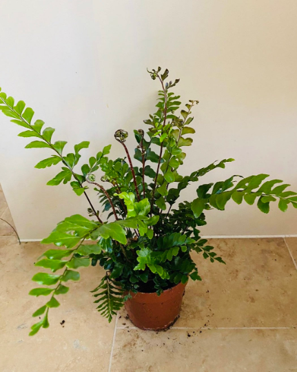 Didymochlaena Truncatula Tree Maidenhair Fern 12cm Pot Cassandra's Plants