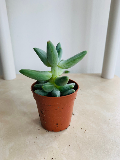 Pachyphytum Compactum Cassandra's Plants