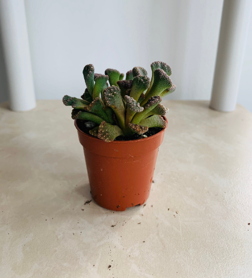 Titanopsis Calcarea Concrete Leaf Cassandra's Plants