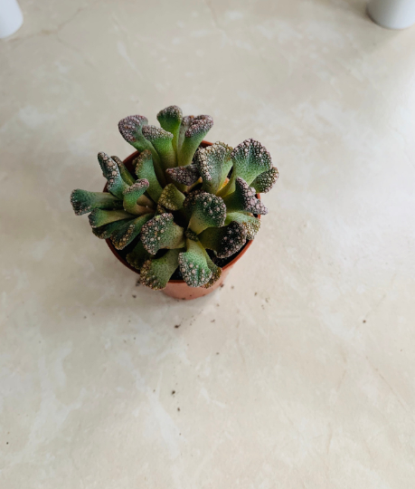 Titanopsis Calcarea Concrete Leaf Cassandra's Plants