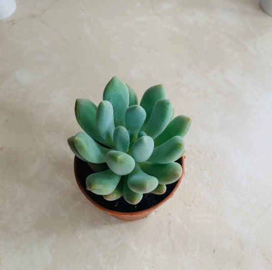 Echeveria Canna Plant in 5.5cm Pot Cassandra's Plants