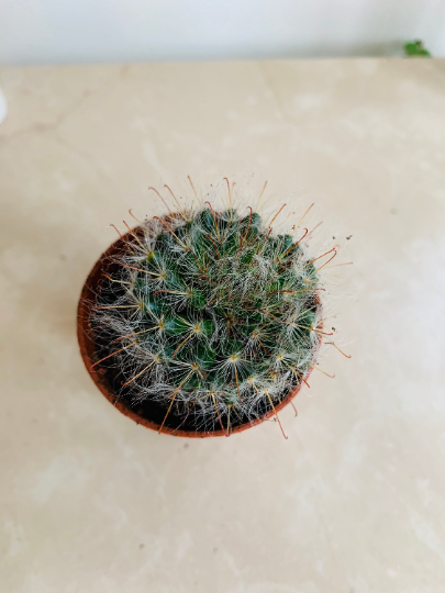 Fish Hook Cactus Mammilliaria Tetrancistra Cassandra's Plants