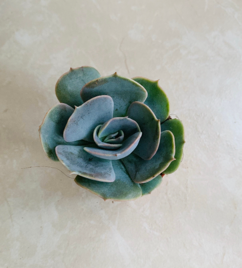 Echeveria Pollux Succulent in 5.5cm Pot Cassandra's Plants