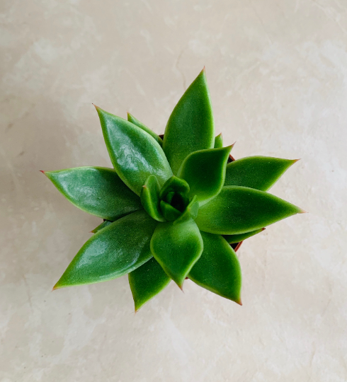 Echeveria Agavoides 5.5cm Pot Cassandra's Plants