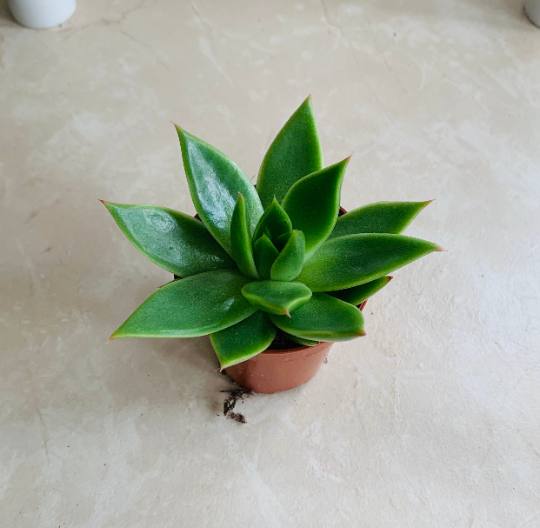 Echeveria Agavoides 5.5cm Pot Cassandra's Plants