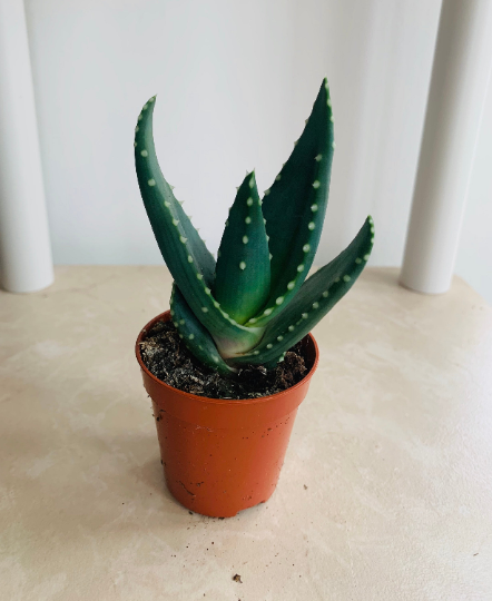 Aloe Comptonii 5.5cm Pot Cassandra's Plants