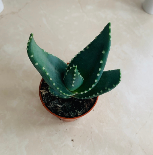 Aloe Comptonii 5.5cm Pot Cassandra's Plants