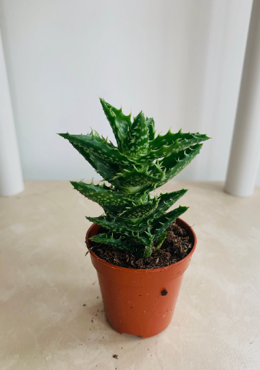 Aloe Juvenna Tiger Tooth 5.5cm Pot Cassandra's Plants