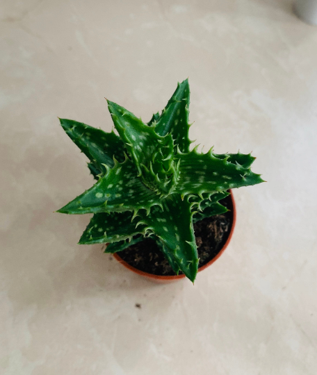 Aloe Juvenna Tiger Tooth 5.5cm Pot Cassandra's Plants