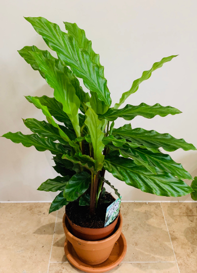 Calathea Rufibarba Blue Grass 12cm Pot Cassandra's Plants