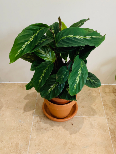 Calathea Maui Queen 14cm Pot Cassandra's Plants