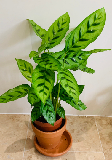 Calathea Leopardina 14cm Pot Cassandra's Plants