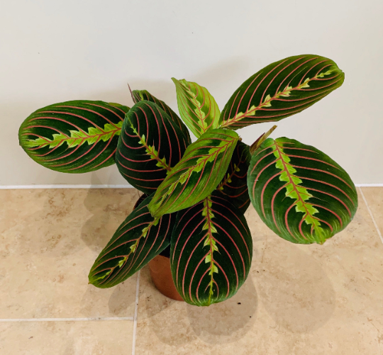 Maranta Leuconeura 'Fascinator Tricolor' – Cassandra’s Plants