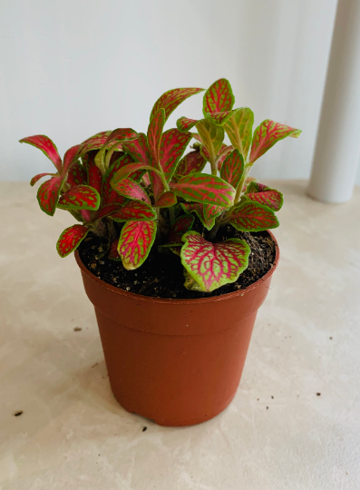 Fittonia Mosaic Skeleton in 7cm pot Cassandra's Plants