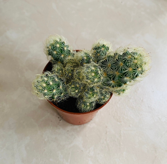 Mammillaria Elongata Cassandra's Plants