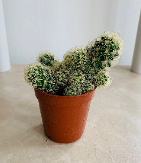 Mammillaria Elongata Cassandra's Plants