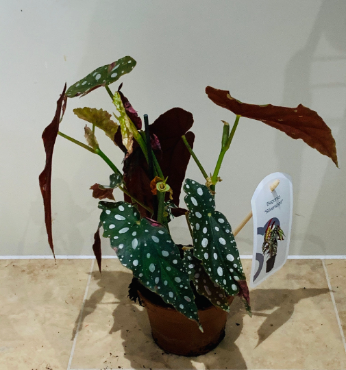  Begonia Maculata Silver Spot 12cm Pot Cassandra's Plants