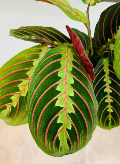 Maranta Leuconeura 'Fascinator Tricolor' Cassandra's Plants