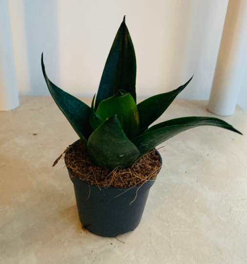 Sansevieria Trifasciata Black Dragon Cassandra's Plants