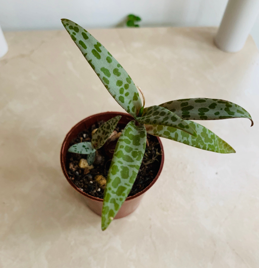 Ledebouria Socialis Silver Squill Cassandra's Plants