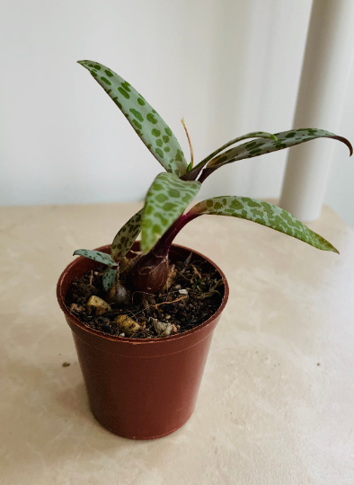 Ledebouria Socialis Silver Squill Cassandra's Plants