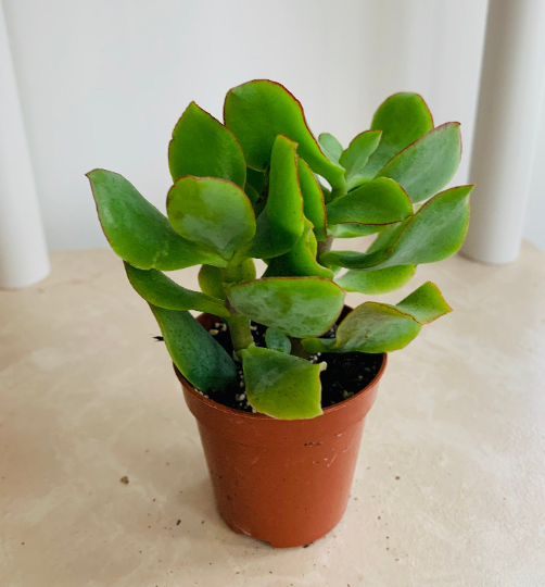 Crassula Arborescens ssp. Undalatifolia Ripple Jade 5.5cm Pot Cassandra's Plants