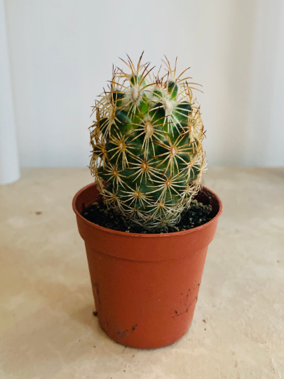 Corypantha ssp Retusa 5.5cm Pot Cassandra's Plants