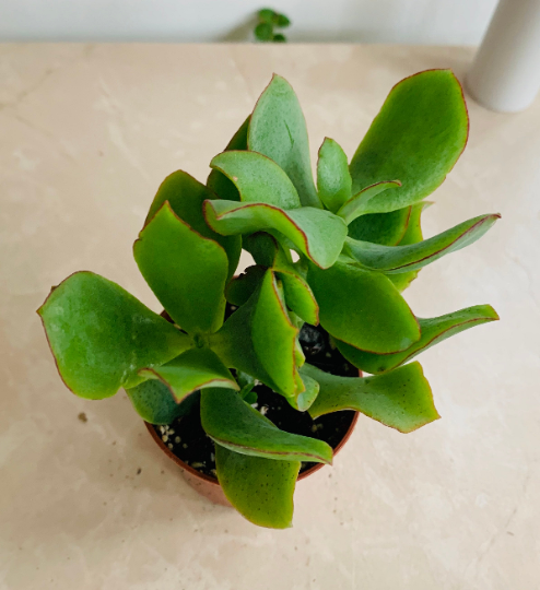 Crassula Arborescens ssp. Undalatifolia Ripple Jade 5.5cm Pot Cassandra's Plants