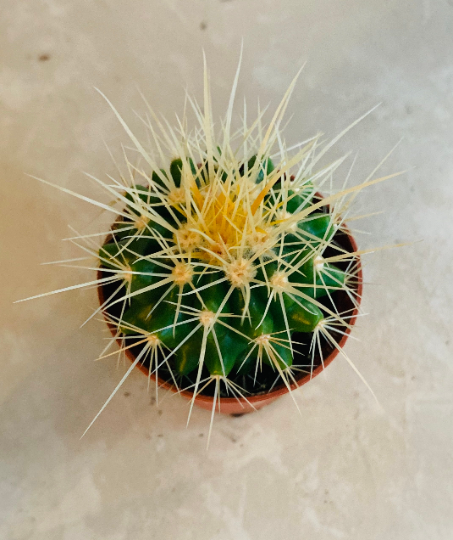 Echinocactus Grusonii Golden Barrel 5.5cm Pot Cassandra's Plants