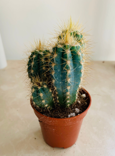 Blue Torch Cactus Pilosocereus Azureus Cassandra's Plants