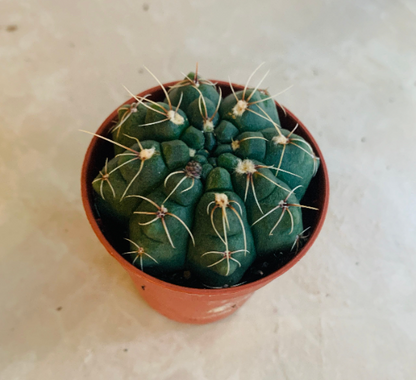 Gymnocalycium Baldianum Cassandra's Plants