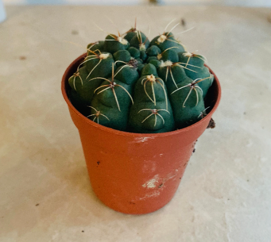 Gymnocalycium Baldianum Cassandra's Plants