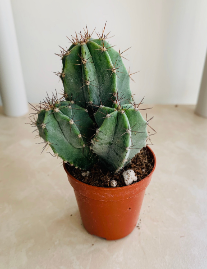 Ritterocereus Pruinosus Grey Ghost Cactus Cassandra's Plants