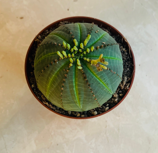 Euphorbia Obesa 5.5cm Pot Cassandra's Plants