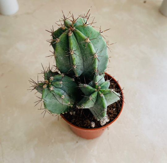 Ritterocereus Pruinosus Grey Ghost Cactus Cassandra's Plants