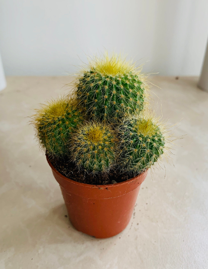 Parodia Schumanniana in 8.5cm Pot Cassandra's Plants