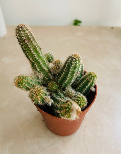 Echinopsis Chamaecereus in 5.5cm Pot Cassandra's Plants